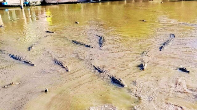 crocodile world teluk sengat 01 1200 X 1200